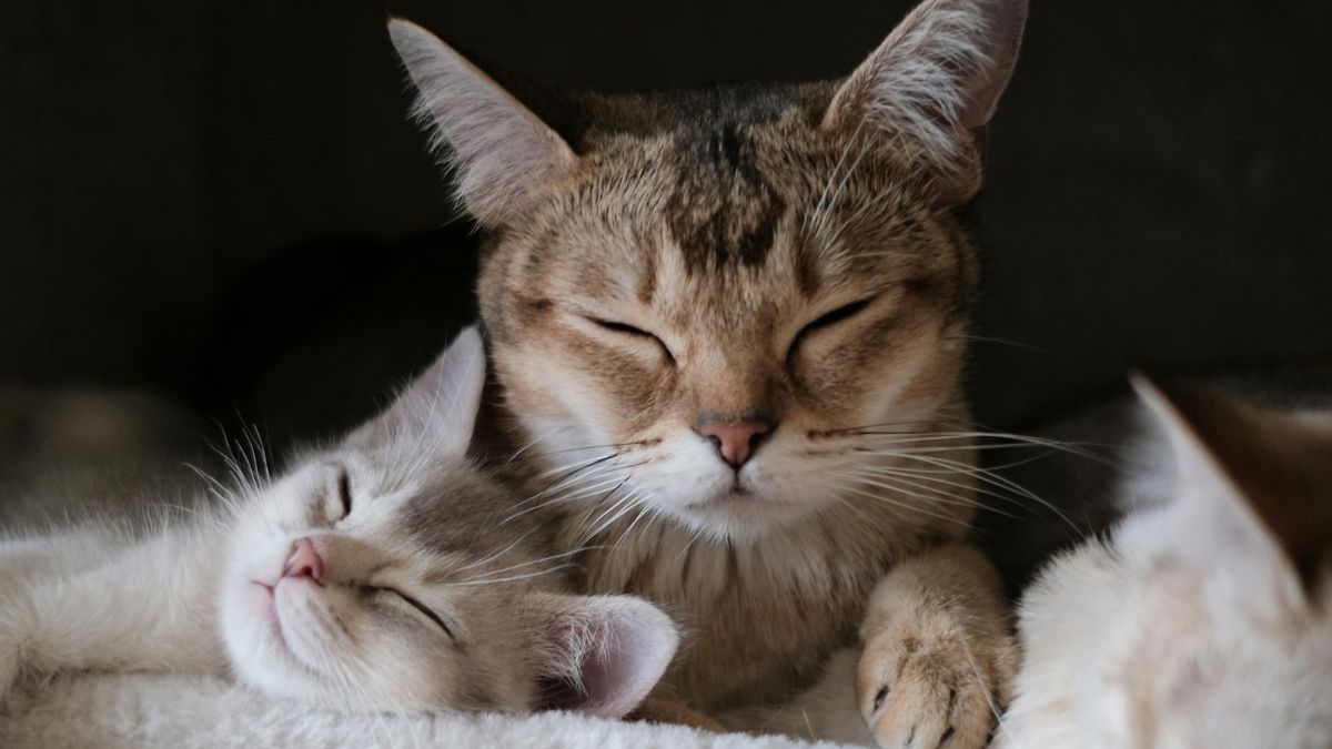 O primeiro mapa genético detalhado do câncer em gatos domésticos revelou semelhanças impressionantes com as versões humanas da doença / Pexels