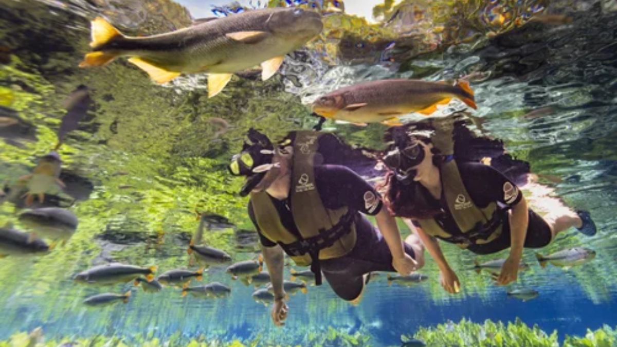 O Aquário Natural é um passeio que dura cerca de duas horas, onde os visitantes flutuam numas das águas mais cristalinas do mundo (Turismo Bonito/Divulgação)