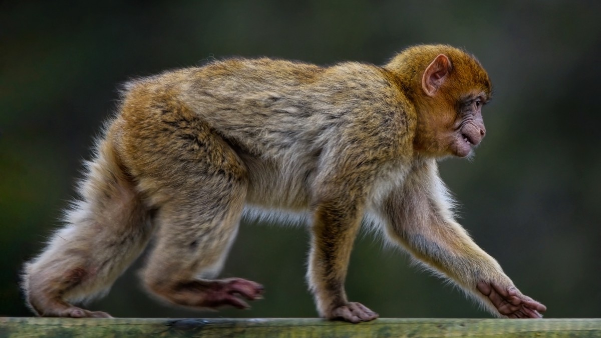 A inteligência dos macacos revela semelhanças surpreendentes com o comportamento humano / Pixabay