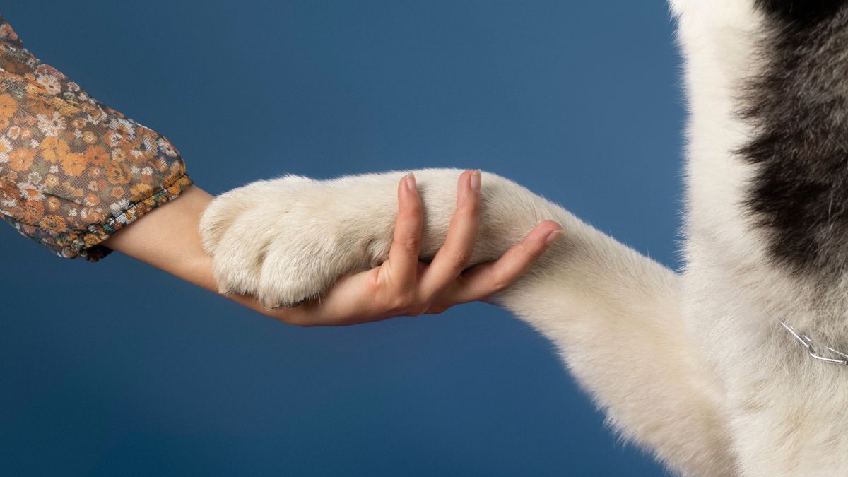 Apoiar a pata sob o tutor é uma estratégia comum para chamar atenção um pedido silencioso que reforça o vínculo entre humano e animal. Freepik