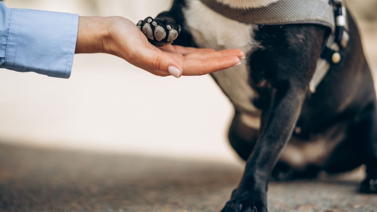 O toque suave da pata pode ser mais do que carinho: é uma forma instintiva de comunicação que os cães utilizam para pedir atenção ou expressar emoções. Freepik/@senivpetro