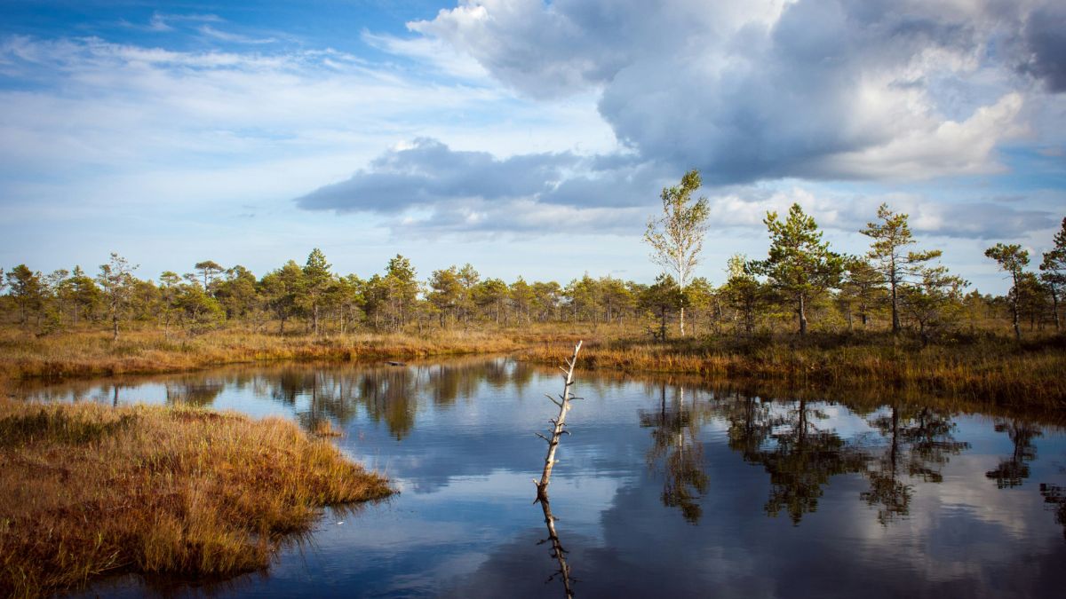Rios, lagoas e vegetação nativa compõem o cenário que garante equilíbrio ecológico e sustenta uma das biodiversidades mais ricas do mundo. Unsplash/Jevgenij Voronov
