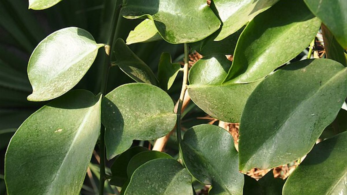 Para potencializar a absorção do ferro e auxiliar na prevenção da anemia, o consumo da ora-pro-nóbis pode ser combinado com alimentos ricos em vitamina C, como acerola e pimentão amarelo. Wikimedia Commons/Agnieszka Kwiecień, Nova