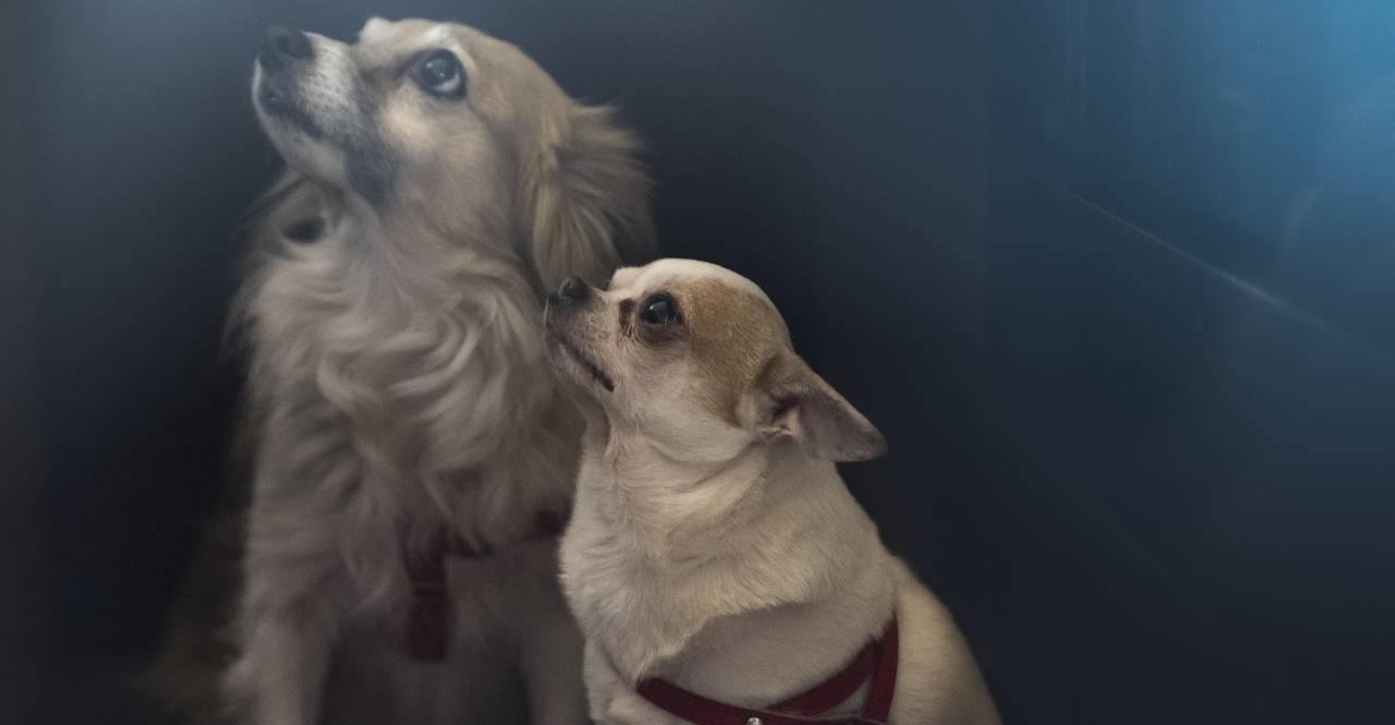 O Senado aprovou a chamada Lei Joca, que autoriza o transporte de cães e gatos de até 50 quilos na cabine das aeronaves em voos domésticos/Pixabay