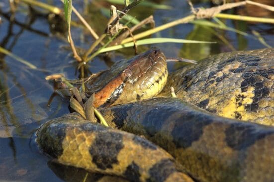 O achado foi feito na Amazônia do Equador, dentro do território indígena Baihuaeri Waorani