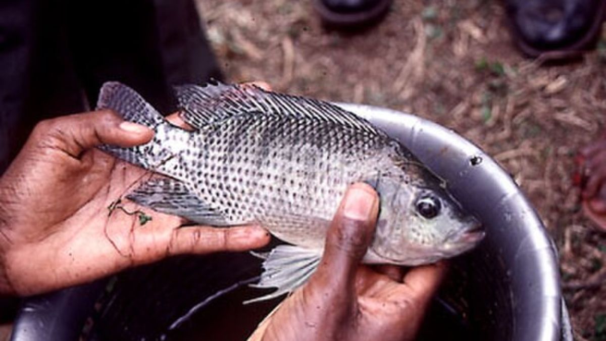 Alguns estudos identificaram processos de vacuolização no fígado da espécie exótica, associados ao acúmulo excessivo de cobre. Wikimedia Commons/Bob Walker in Democratic Public of Congo in 1988
