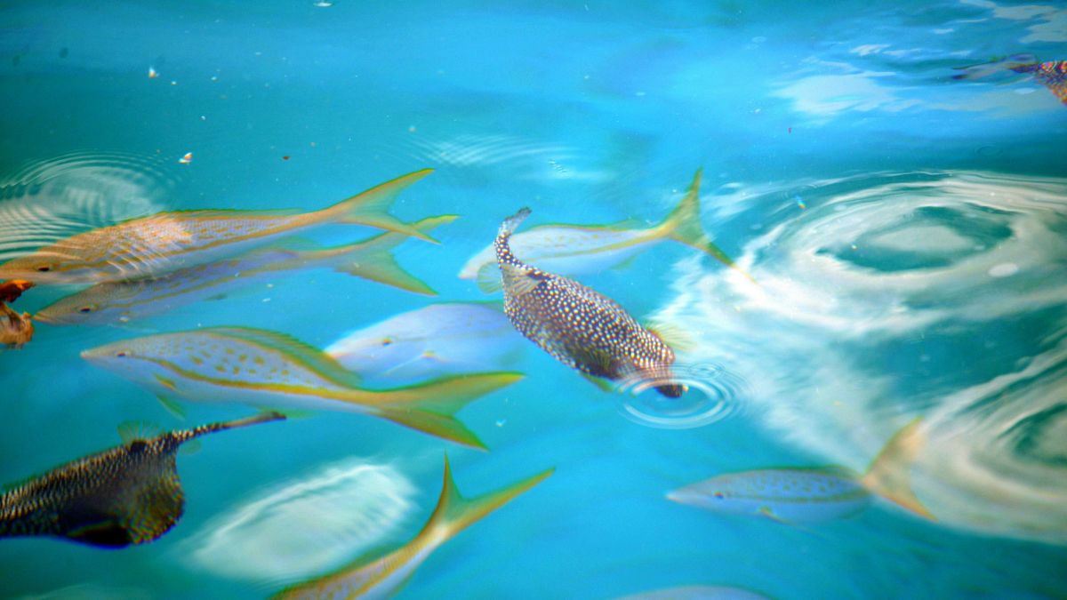 A redução do tamanho corporal significa menos carne disponível para consumo humano e possíveis prejuízos à cadeia produtiva da pesca. Unsplash/Karl Callwood