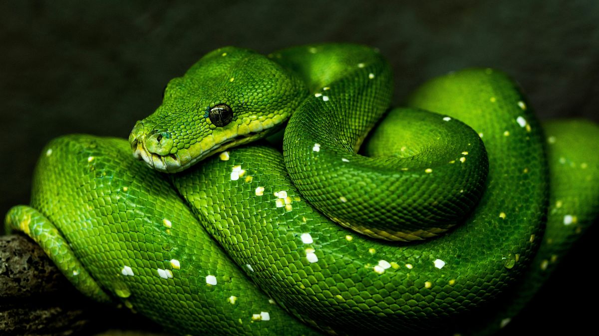 Após o processo, a serpente exibe escamas mais brilhantes e intensas, marcando um novo ciclo de proteção e crescimento. Unsplash/David Clode