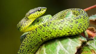 As cobras realizam o processo de troca de pele, conhecido como ecdise mecanismo essencial para o crescimento e a renovação dos tecidos