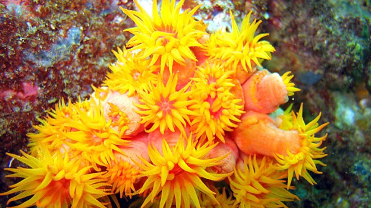 Alta capacidade de reprodução e ausência de predadores naturais transformam o organismo em um dos maiores desafios para a conservação marinha atual