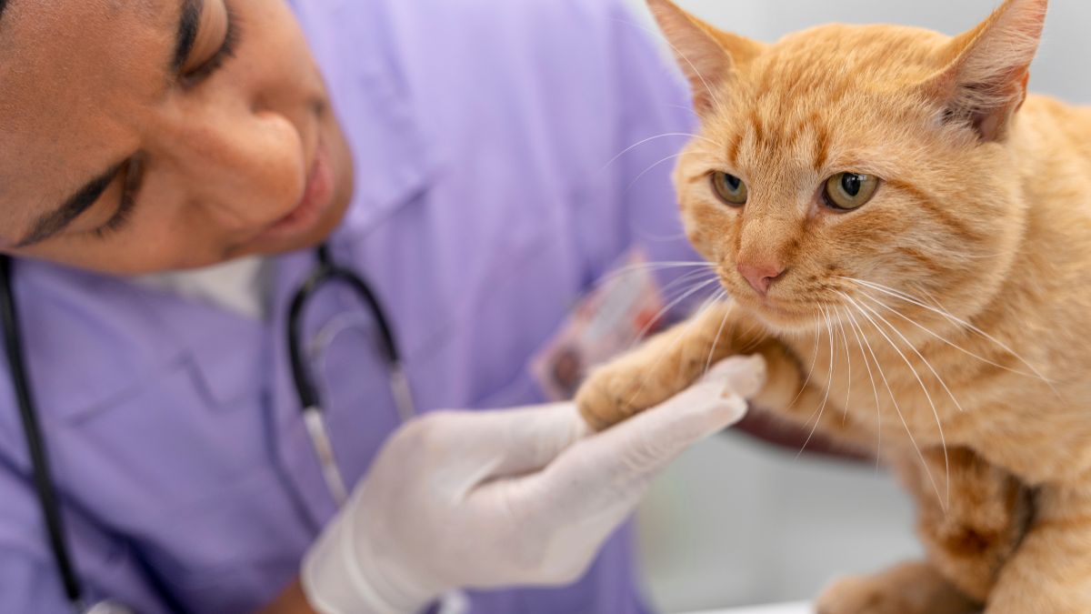 Estudo internacional mostra que o bisfenol A (BPA) é mais comum em gatos que vivem apenas dentro de casa