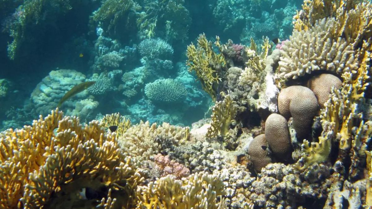 O contraste visual no fundo do mar A coloração vibrante da espécie invasora esconde um grave perigo para o ecossistema marinho brasileiro, uma vez que o organismo ocupa rapidamente o espaço de corais e esponjas nativas/Giro 10