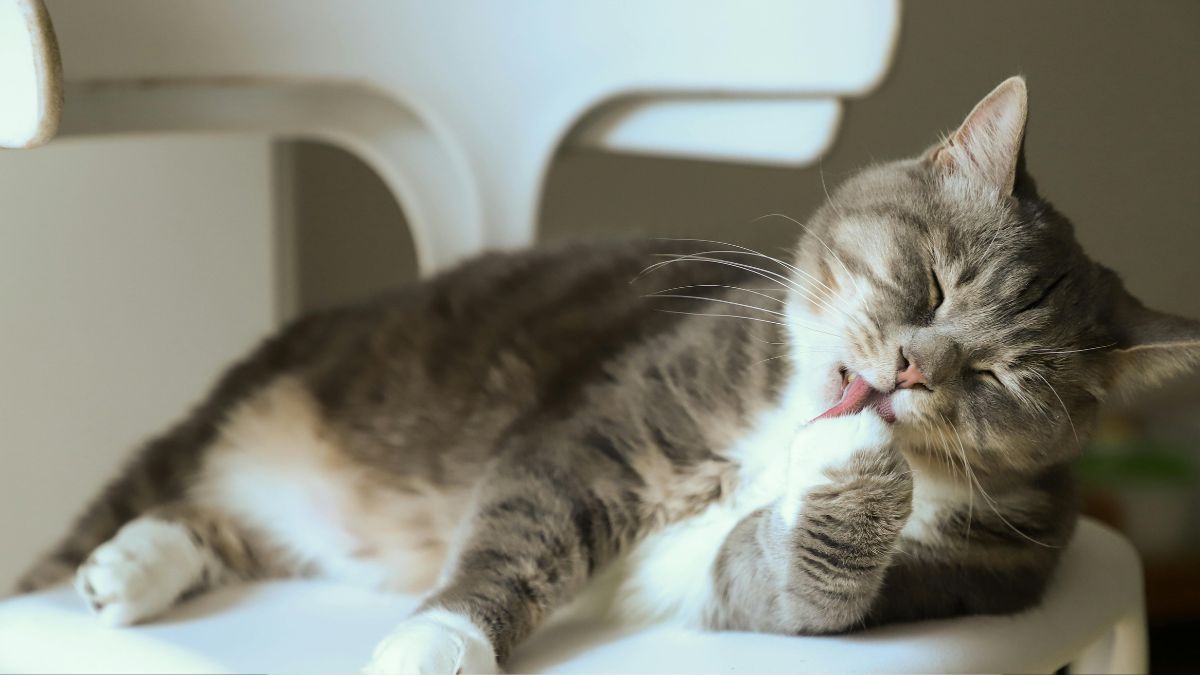 Seu gato está seguro? Estudo revela que felinos de apartamento têm mais substâncias tóxicas na pelagem do que gatos de rua devido ao contato com móveis e eletrônicos/Freepik