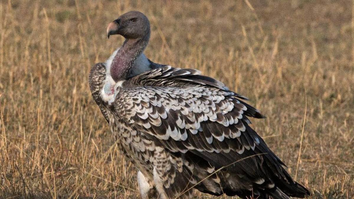 Quem ocupa o topo dessa lista é o grifo-de-rüppell (Gyps rueppelli), conhecido por ser a ave que atinge a maior altitude já registrada
