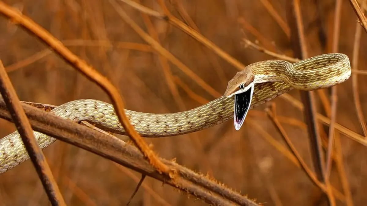 Em campo aberto, pode atingir cerca de 20 km/h, velocidade significativa para um réptil sem patas