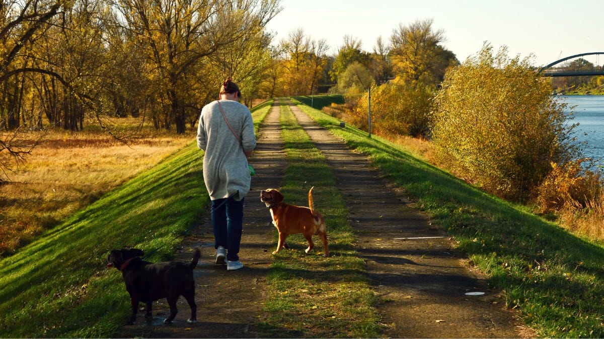 Passeios e brincadeiras com cachorros incentivam a prática regular de atividade física / Pixabay