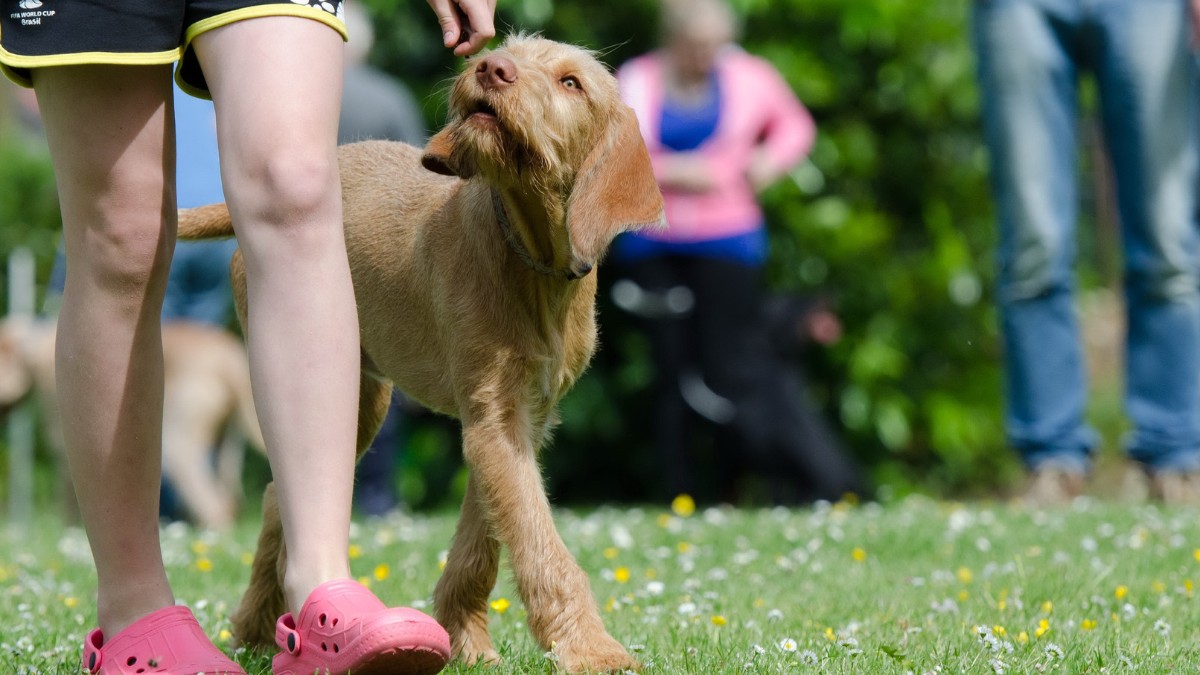 A presença de um cão fortalece vínculos afetivos e combate a sensação de solidão / Pixabay