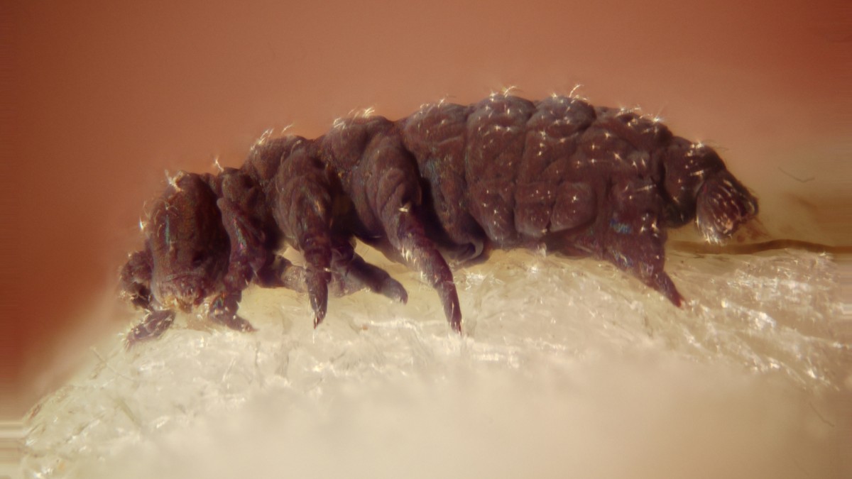 Tardígrados suportam temperaturas extremas, do congelamento ao calor intenso / Darron Birgenheier/Wikimedia Commons