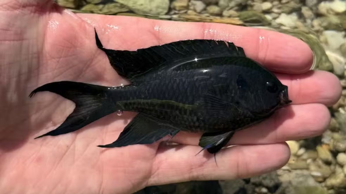 A donzela-real é um pequeno peixe recifal que pode atingir até 10 centímetros de comprimento