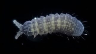 O animal pertence a uma espécie recém-identificada: Paranura tsushimaensis