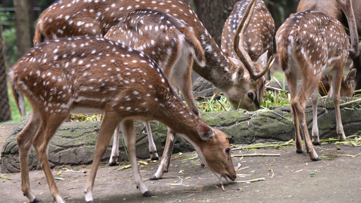 Na Índia, o Chital e os macacos Langur são "parceiros": o macaco avisa sobre predadores lá do alto e o cervo aproveita as frutas que ele derruba. / Pixabay