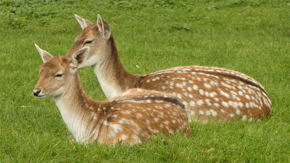Diferente de outros cervos, o Chital mantém suas manchas brancas por toda a vida, servindo como uma camuflagem perfeita nas florestas ensolaradas. / Pixabay