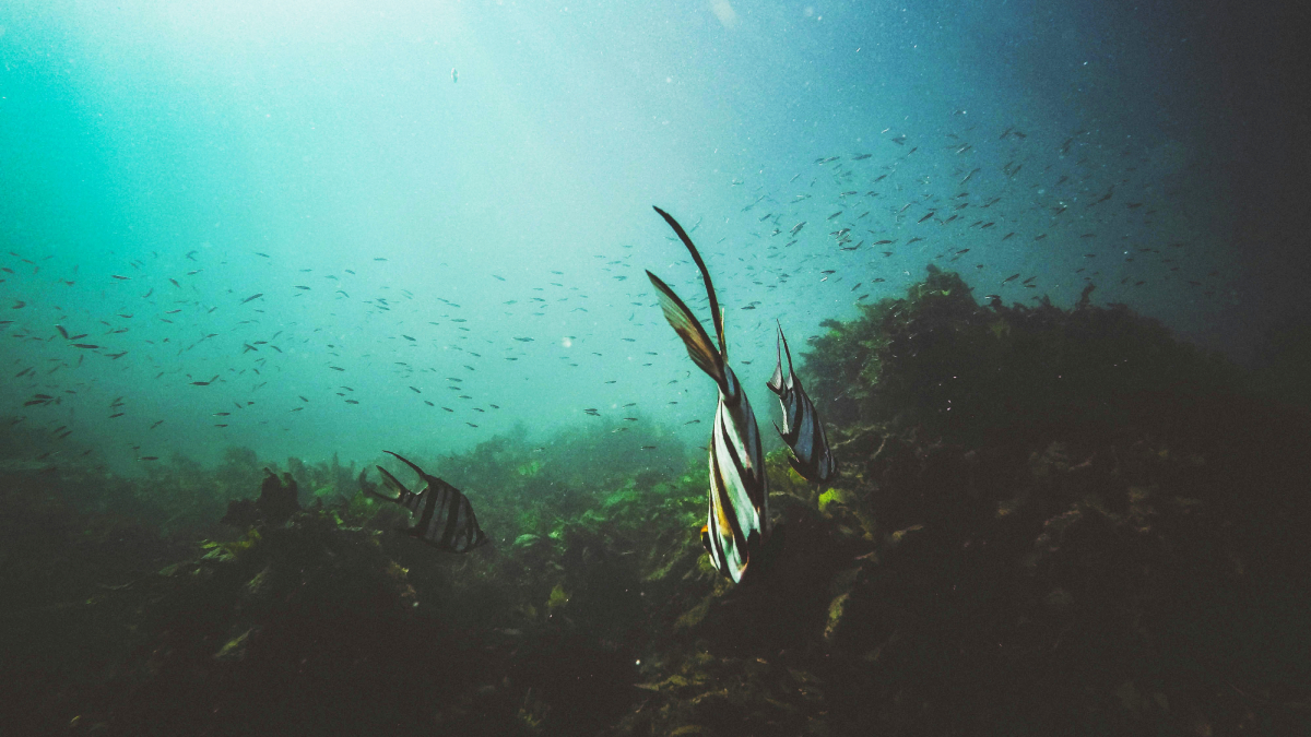 O oceano controla o clima do planeta, mas paga um preço alto ao absorver as emissões humanas
