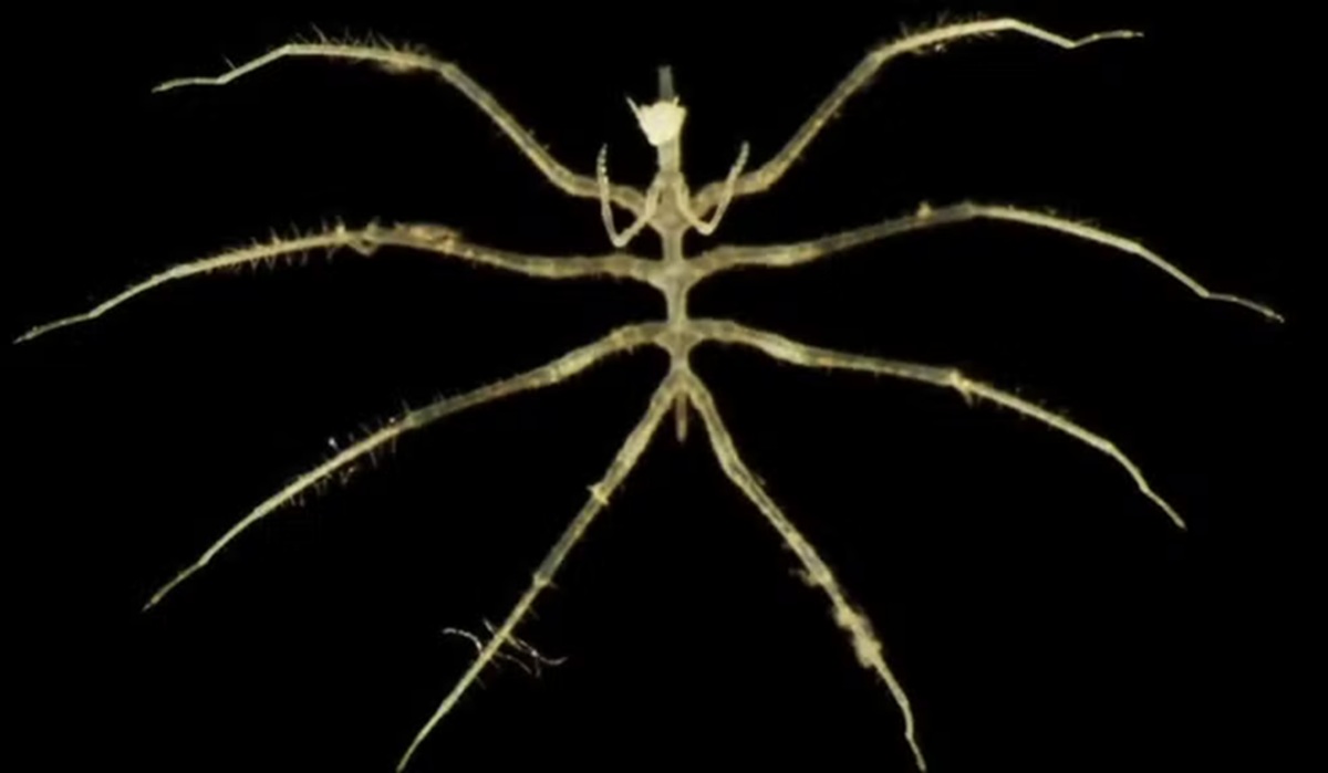 Aranha-do-mar-abissal, com poucos milímetros, revela a adaptação extrema da vida em ambientes de alta pressão (Natural History Museum/ University of Gothenburg)