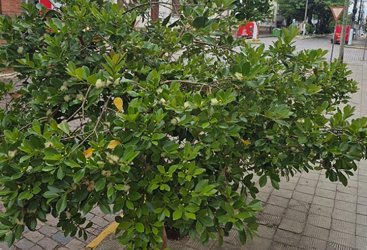 Araçá (Psidium cattleyanum) (Wikimedia)