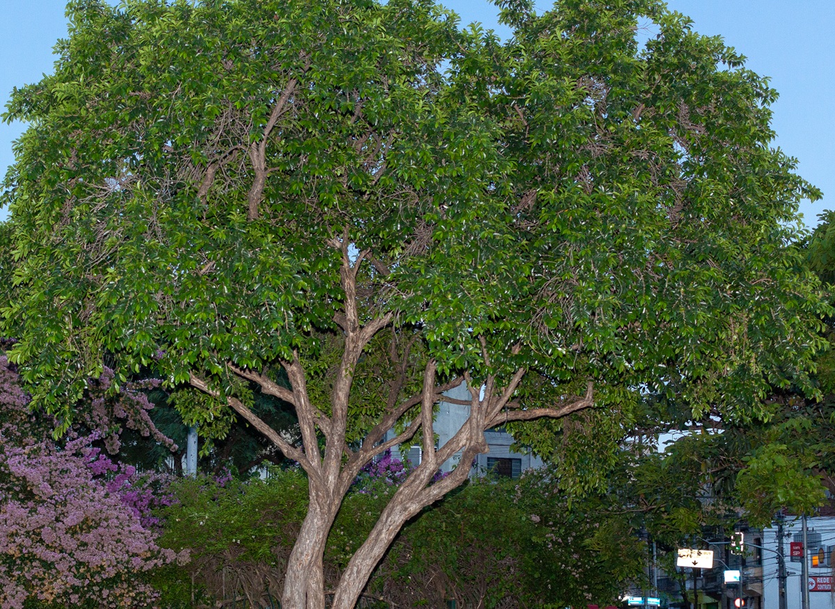 Cambuci (Campomanesia phaea) (Wikimedia)
