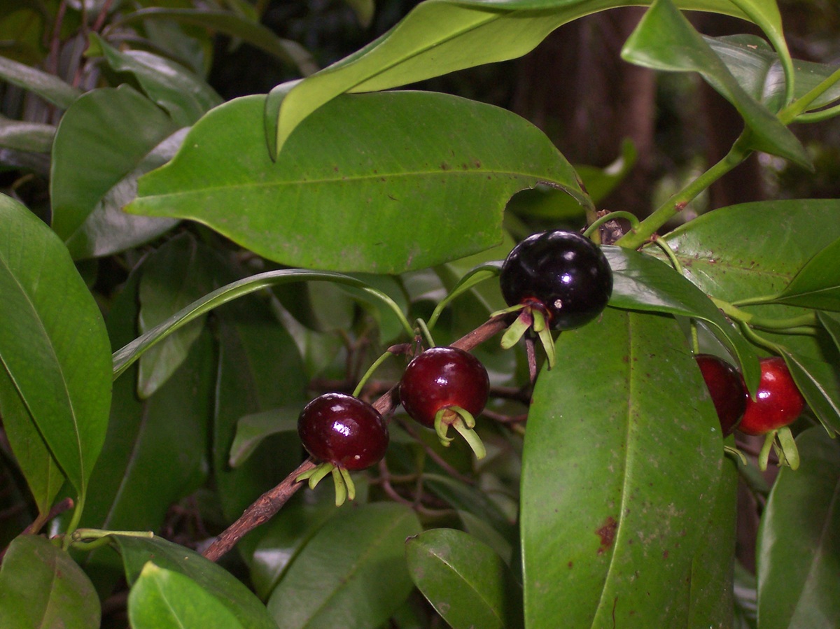 Grumixama (Eugenia brasiliensis) (Wikimedia)