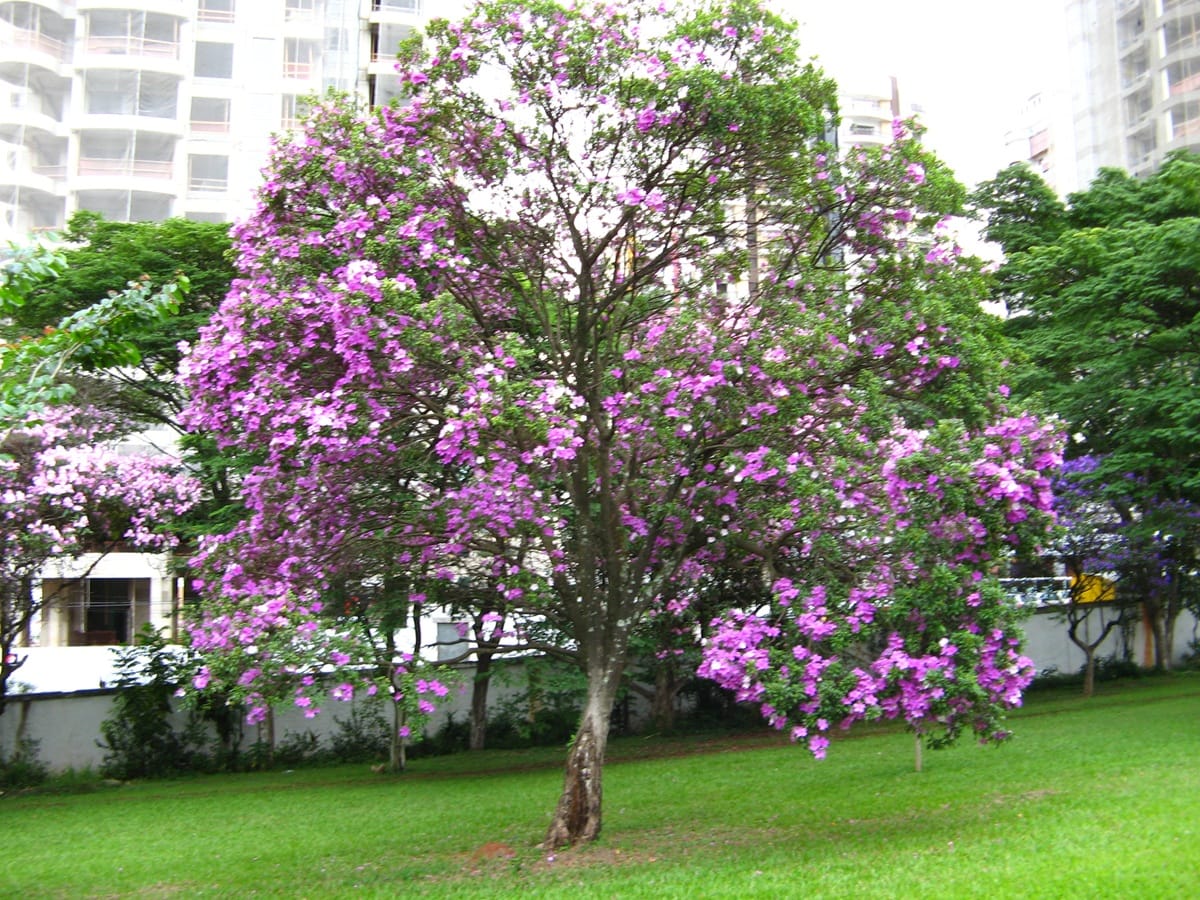 Manacá-da-serra (Pleroma mutabile) (Wikimedia)