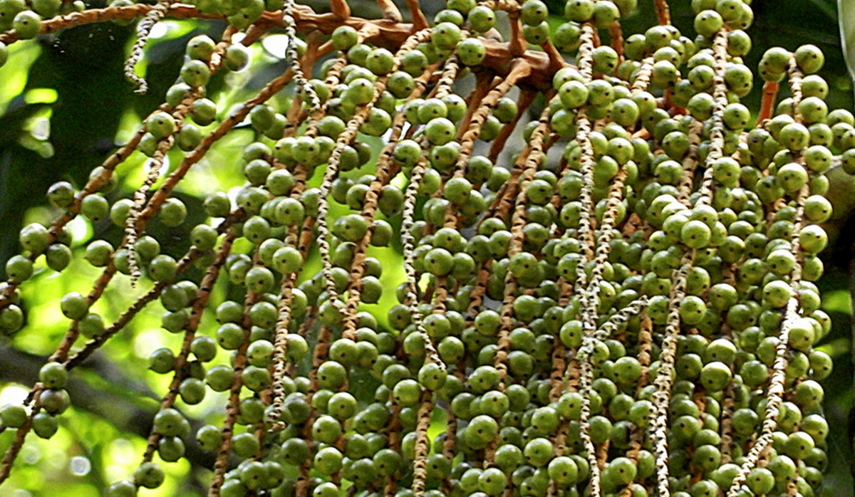 Palmito-juçara (Euterpe edulis) (Wikimedia)