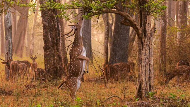 Espécie asiática agressiva avança pelo território nacional e gera alerta entre especialistas em conservação ambiental