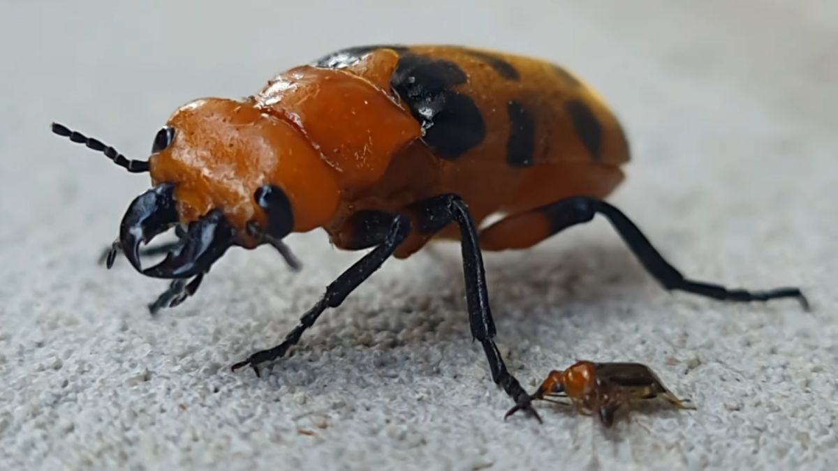 Besouro 'arrebenta-boi' é capaz de matar animais de grande porte caso haja ingestão ou contato severo
