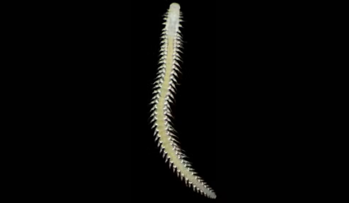 Coral solitário cresce sobre nódulos metálicos que levam milhões de anos para se formar no fundo do oceano (Natural History Museum/ University of Gothenburg)