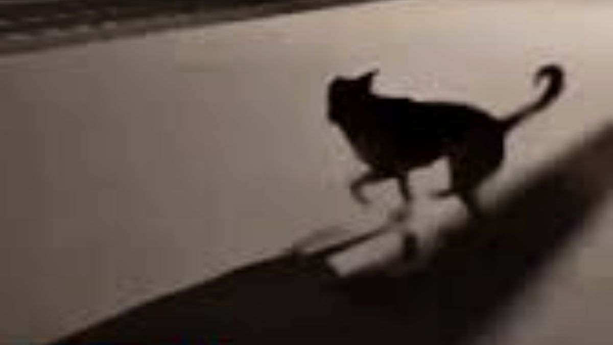 Basta ouvir o barulho da composição para o cão entrar em festa. Ele corre ao lado dos trilhos e acompanha o movimento do trem até a parada final, onde sabe que encontrará mais do que apenas alimento: encontrará carinho/Reprodução