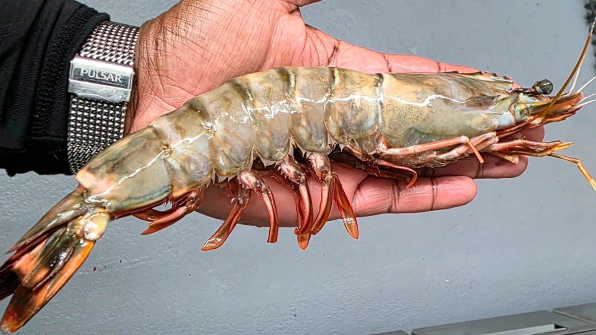 No litoral de São Paulo, o valor do quilo pode ultrapassar R$ 219,99,