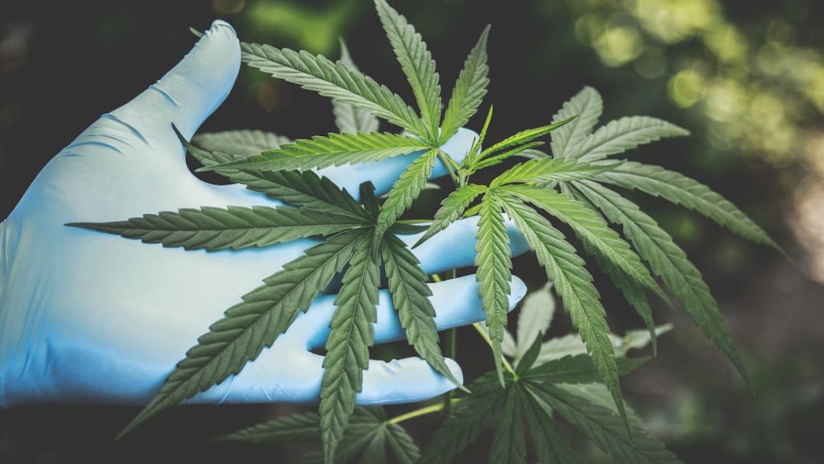 De acordo com o pacote, foi criado um ambiente regulatório experimental para testar, sob supervisão da agência, modelos de fornecimento fora do padrão industrial, como os adotados por associações de pacientes (Aphiwat chuangchoem/Pexels)