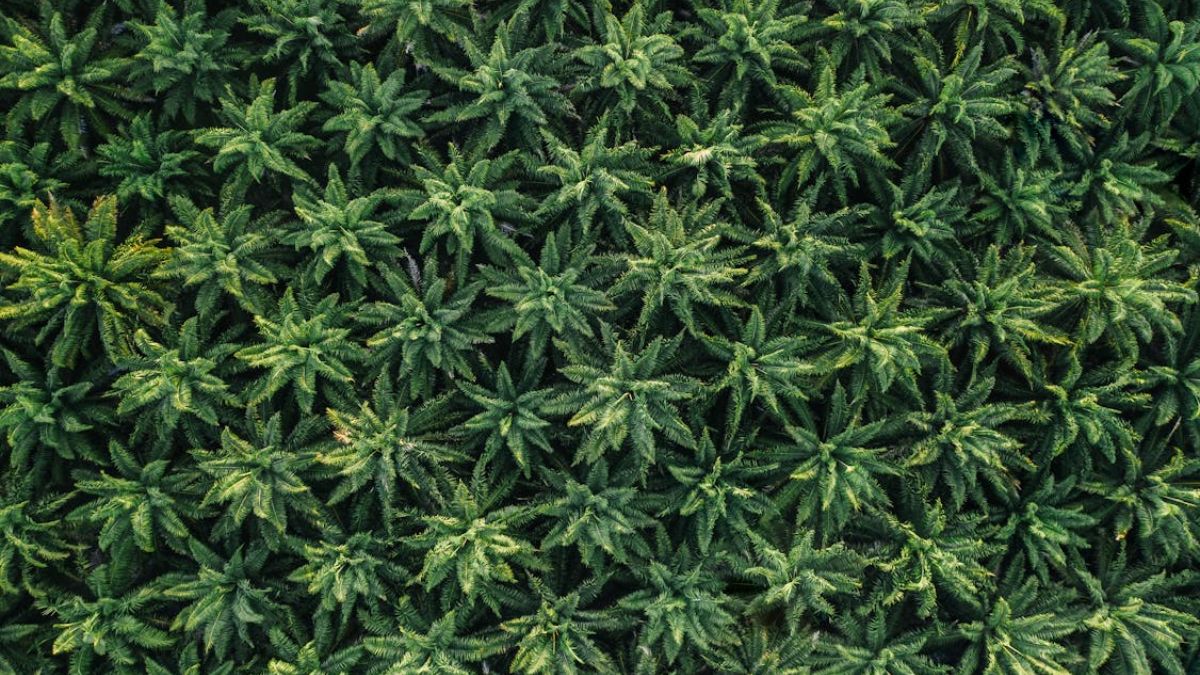 Antes das novas regras, o cultivo da planta em território nacional não era permitido, o que levava pacientes e associações a procurarem autorizações individuais na Justiça (Mikhail Nilov/Pexels)