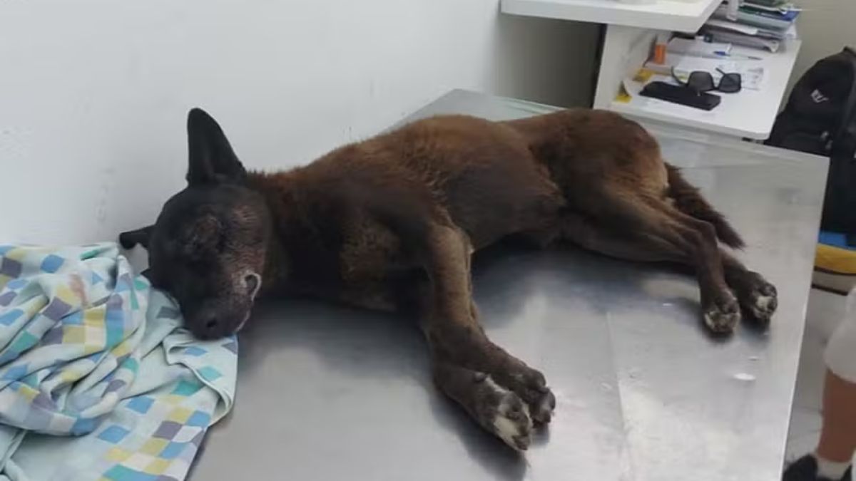 Laudo preliminar aponta que o cão Orelha teve inchaço em grau grave na cabeça e o olho esquerdo saltado após espancamento/Reprodução