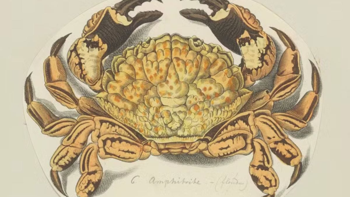 A carapaça apresenta coloração creme ou marrom-avermelhada com manchas vermelhas, padrão que funciona como alerta natural para predadores/University of Amsterdam/Wikimedia Commons