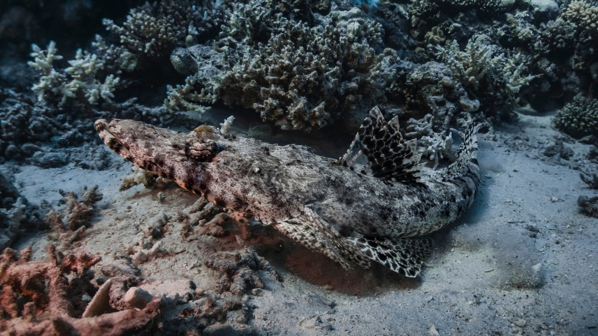 Intervenções humanas no leito marinho alteram ciclos naturais que sustentam a biodiversidade do planeta / Pixabay