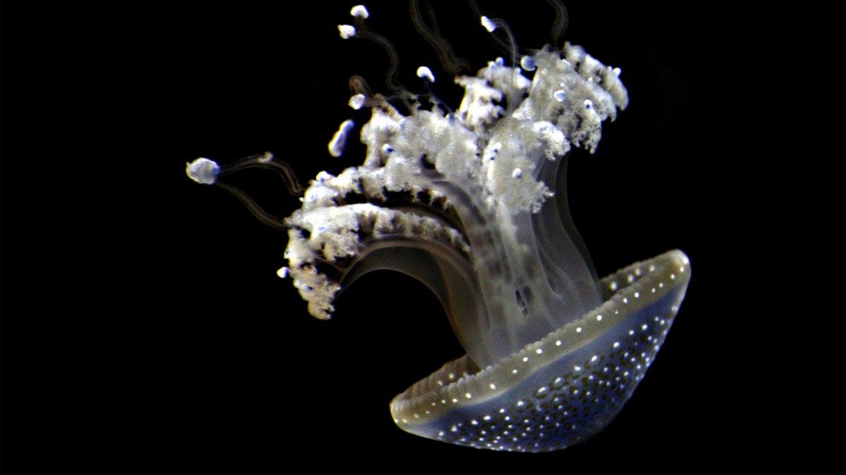 A mineração submarina ameaça remover camadas inteiras do leito oceânico, destruindo espécies únicas antes mesmo que sejam totalmente conhecidas pela ciência / Pixabay