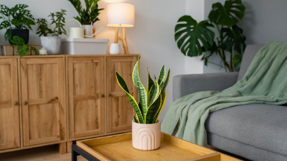 Ter muitas plantas em casa pode ser uma forma inconsciente de expressar emoções. Freepik