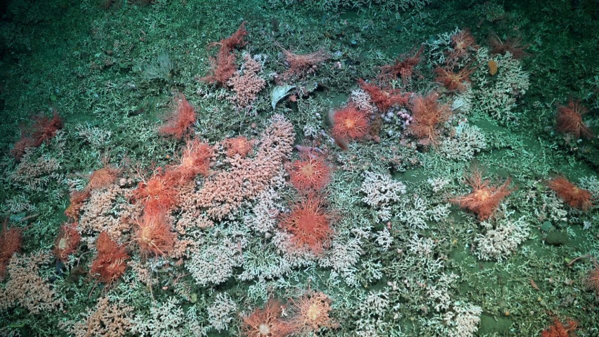 Cientistas mapearam na Argentina o maior recife de coral Bathelia candida do mundo. Com o tamanho da Cidade do Vaticano, esse ecossistema vital foi encontrado 600 km mais ao sul do que a ciência previa, desafiando registros anteriores/Instituto Oceanográfico Schmidt