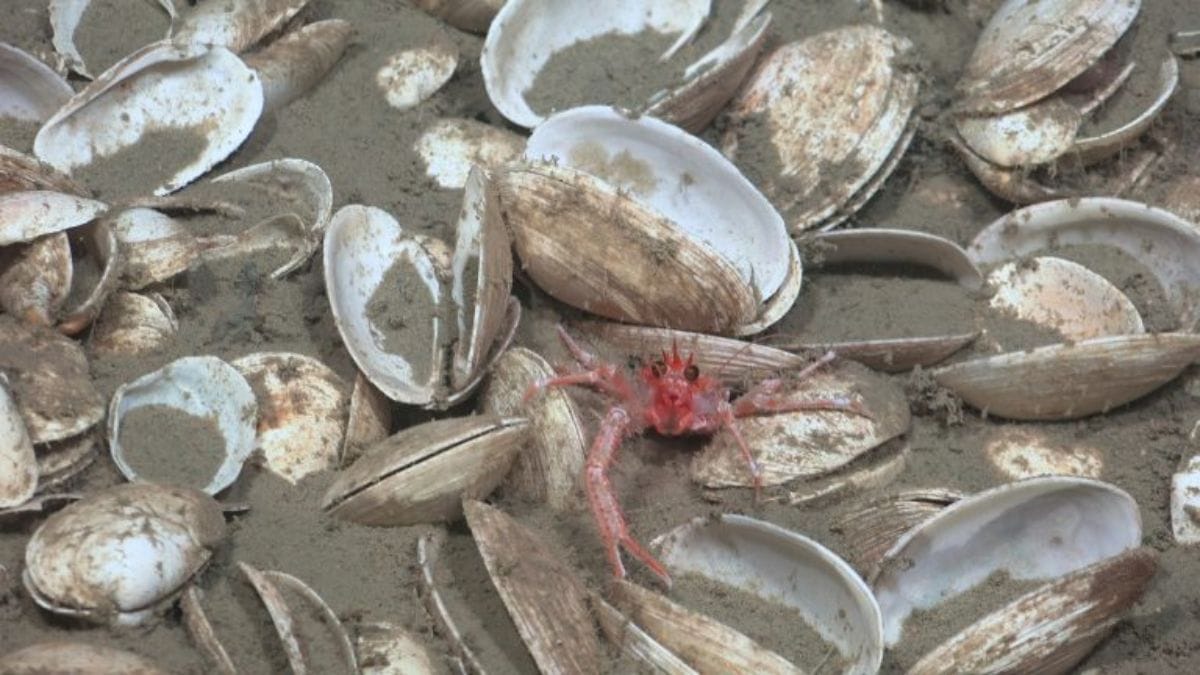 A 3.890 metros de profundidade, os pesquisadores acharam uma carcaça de baleia. O corpo do animal vira um ecossistema temporário, sustentando de tubarões a vermes comedores de ossos por décadas no deserto oceânico/Instituto Oceanográfico Schmidt