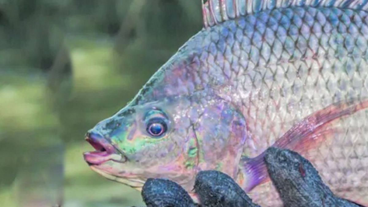 Essa nova espécie de tilápia tem dado trabalho para os mares brasileiros, por conta de sua fácil adaptação (Imagem Meramente Ilustrativa)