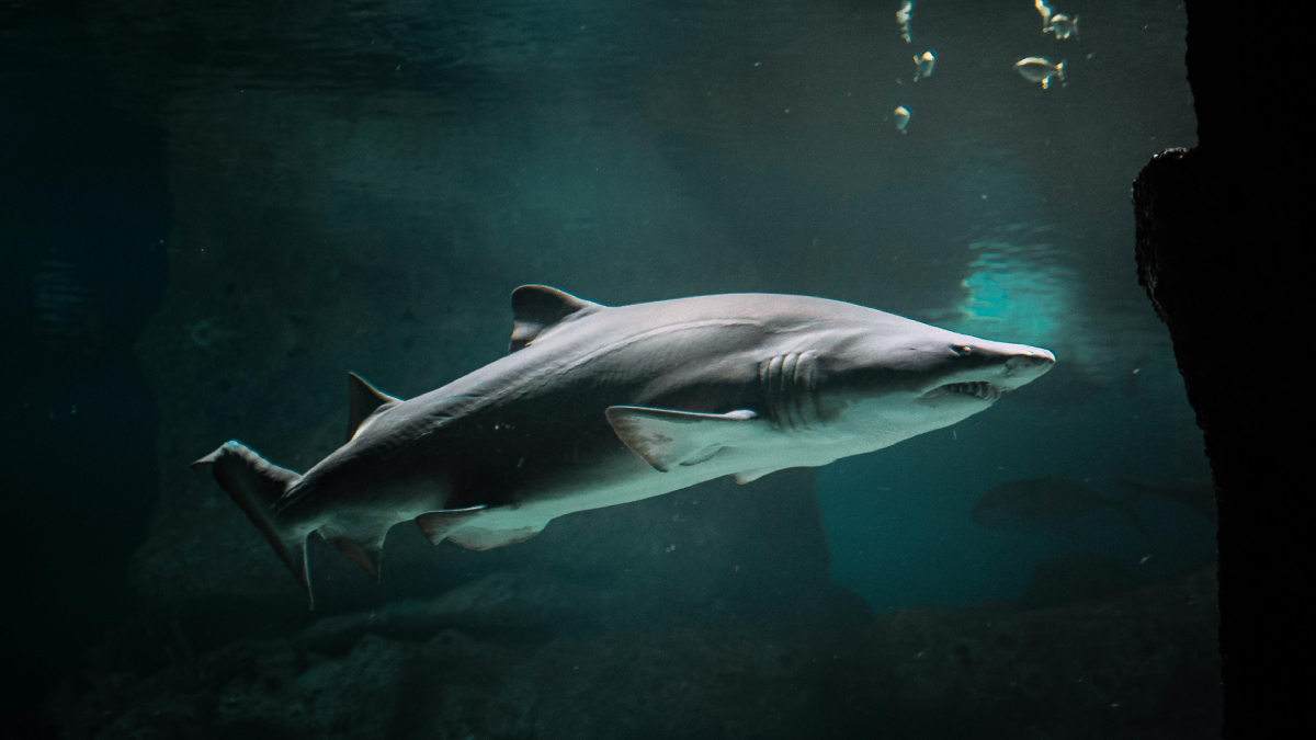 O tubarão-branco nunca desapareceu completamente da região