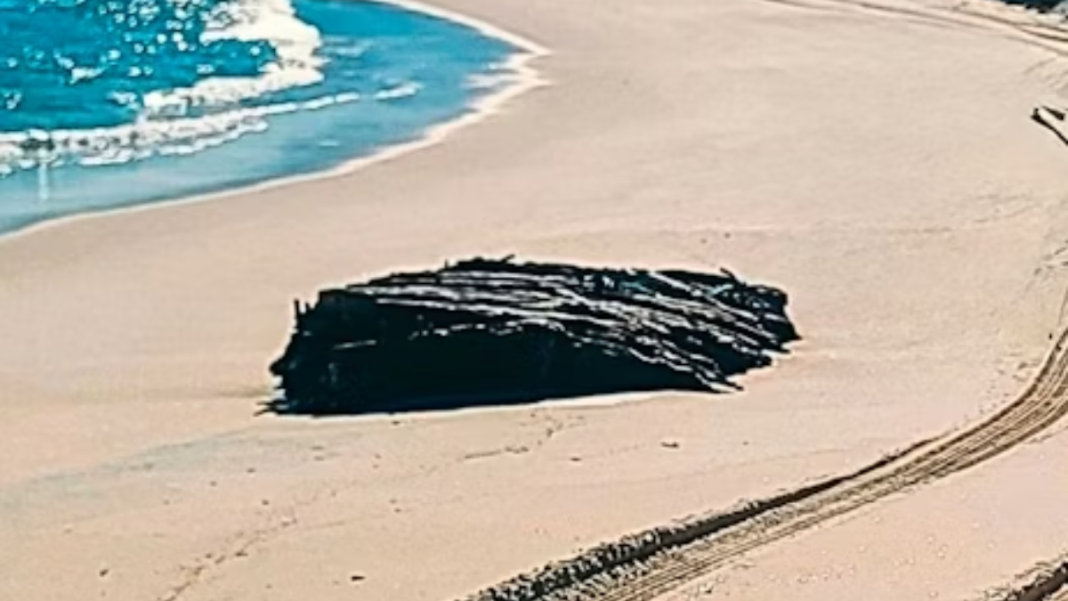 O achado atípico ocorreu na costa de Jersey, em Nova Jersey, nos Estados Unidos